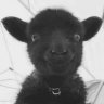 BlackSheepMC