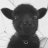 BlackSheepMC